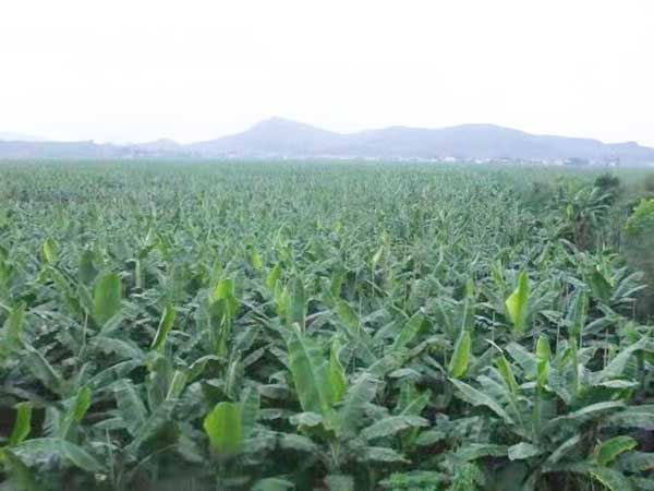 Banana_field_in_fujian_china