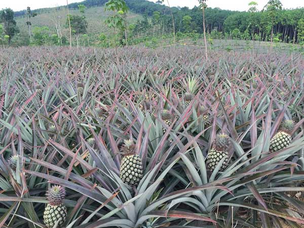 PINAPPLE_BASE_LOCATED_IN_CHANTHABURI_THAILAND